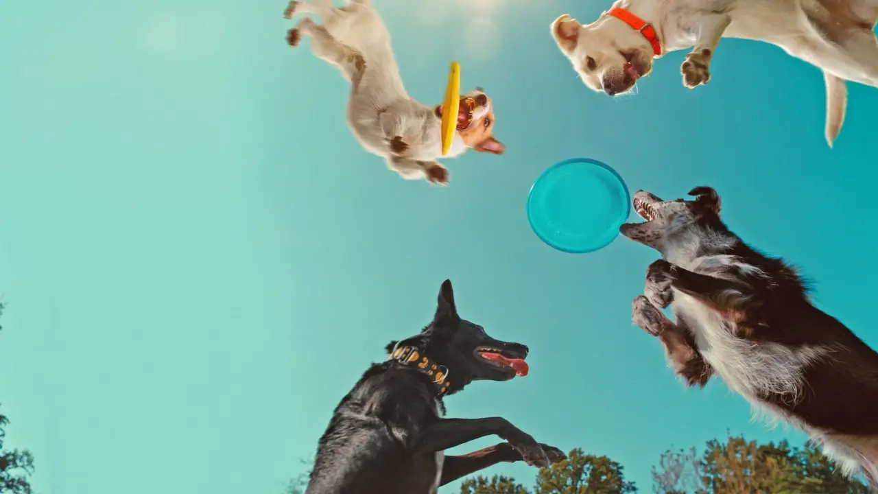 Những chú chó nghĩ gì - Inside the Mind of a Dog (2024) Những chú chó nghĩ gì - Inside the Mind of a Dog (2024)