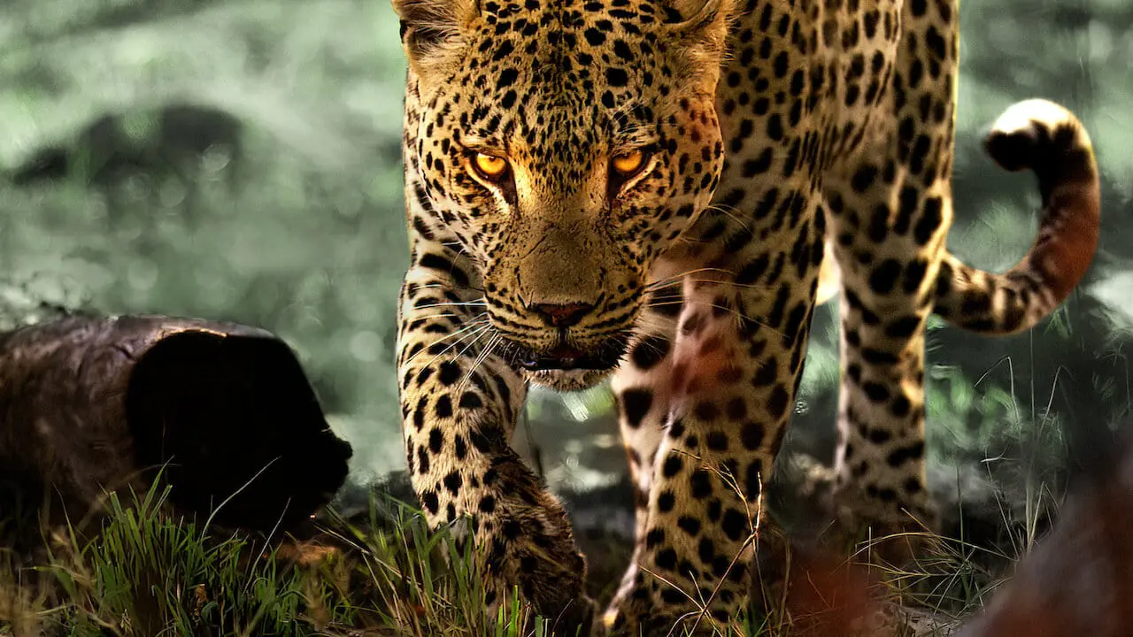Sống Cùng Báo Hoa - Living with Leopards (2024) Sống Cùng Báo Hoa - Living with Leopards (2024)